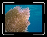 Misc 085 * Sea fan * 2048 x 1536 * (1.68MB)